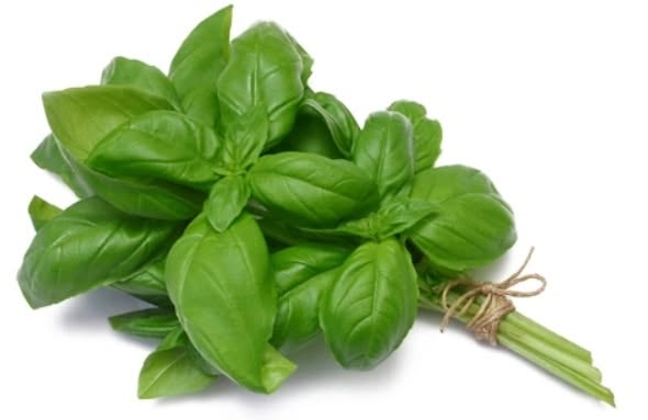 Basil Essential Oil